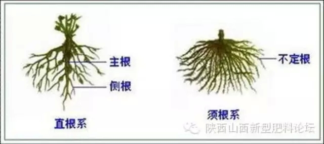 植物根系生长规律
